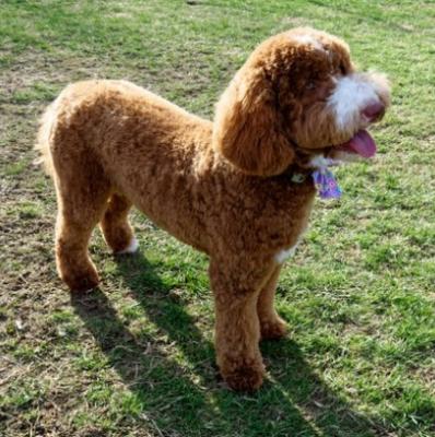 Ethical Labradoodle Breeders: Responsible Practices for Healthy Puppies