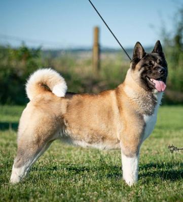 American Akita - Vienna Dogs, Puppies