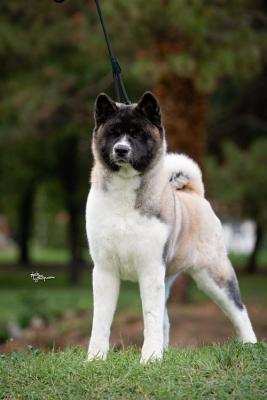 American Akita - Vienna Dogs, Puppies