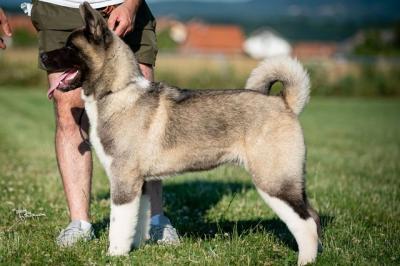 American Akita - Vienna Dogs, Puppies