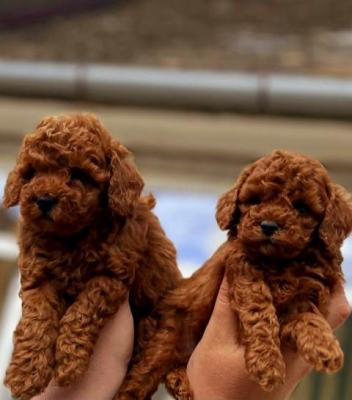 Chiots caniches toy - Paris Dogs, Puppies