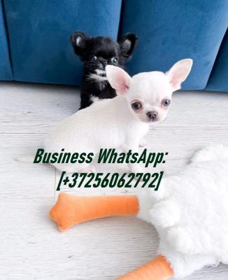 chihuahua puppies for sale Business WhatsApp: +37256062792