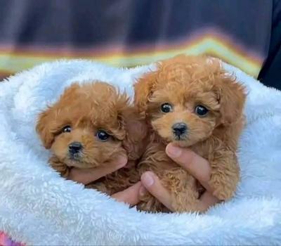 Beautiful poodle puppies Business WhatsApp: +37256062792