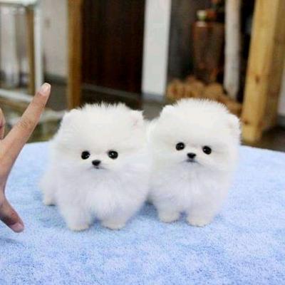 Beautiful Pomeranian puppies  - Brussels Dogs, Puppies