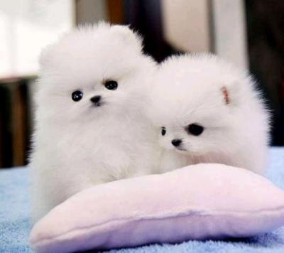 Beautiful Pomeranian puppies 