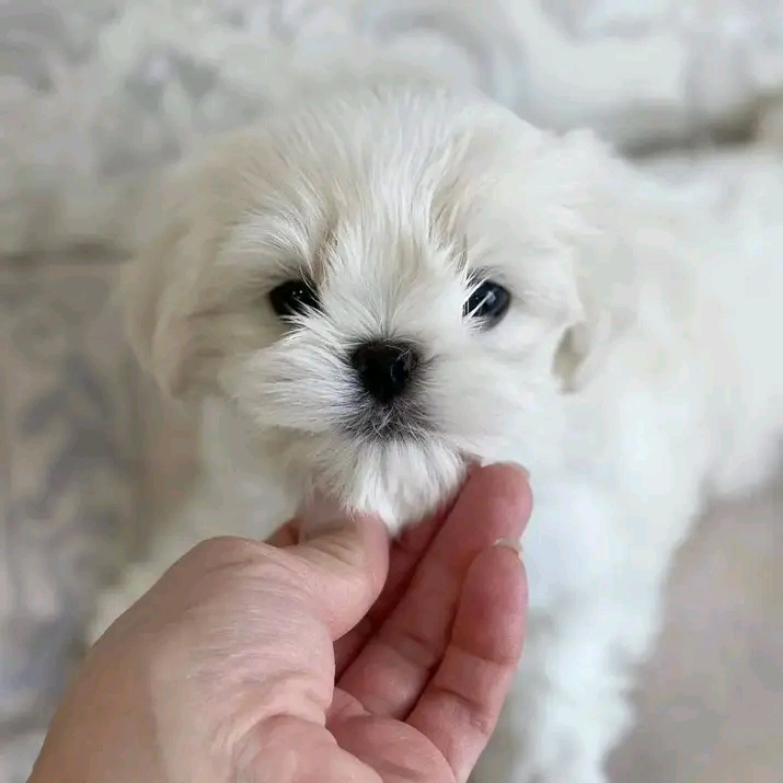 Beautiful Maltese puppies are ready Business WhatsApp: +37256062792