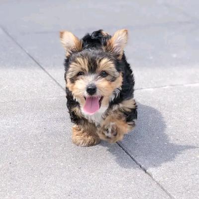 Amazing Yorkie puppies Business WhatsApp: +37256062792