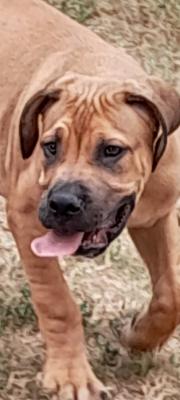 Boerboel-South African Mastiff - Vienna Dogs, Puppies