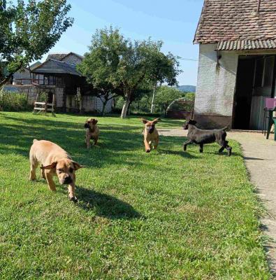 Boerboel-South African Mastiff - Vienna Dogs, Puppies