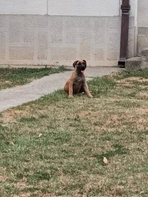 Boerboel-South African Mastiff - Vienna Dogs, Puppies