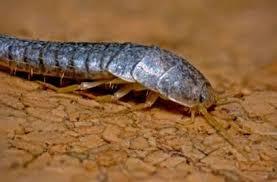 Effective Silverfish Pest Control  - Other Other