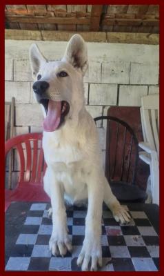 Swiss White Shepherd puppies - Vienna Dogs, Puppies