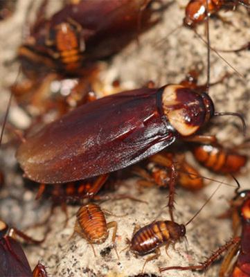 Cockroach Control Treatment In Dubai - Dubai Other