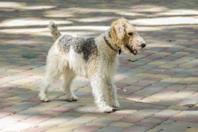 Fox Terrier Wire Puppies for Sale in Nagpur