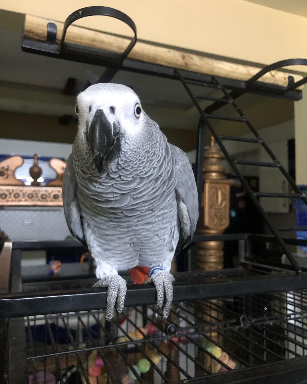 African Grey Papageien zu verkaufen - Basel Birds