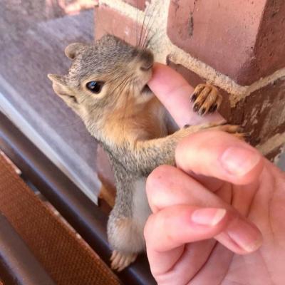 beautiful Squirrels for sale - Chilliwack Other