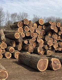 Walnut Wood Suppliers