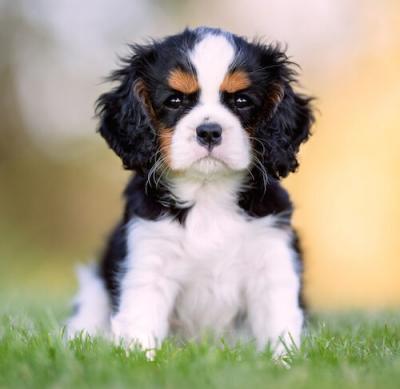 Cavalier King Charles Spaniel Puppies 