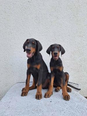 Doberman, top dogs - Vienna Dogs, Puppies