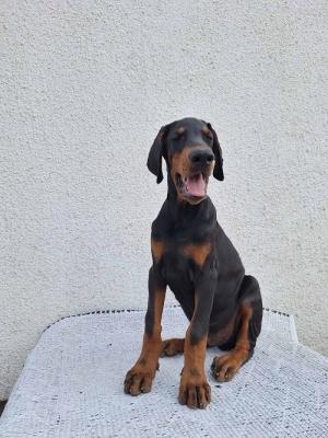 Doberman, top dogs - Vienna Dogs, Puppies