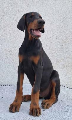 Doberman, top dogs - Vienna Dogs, Puppies