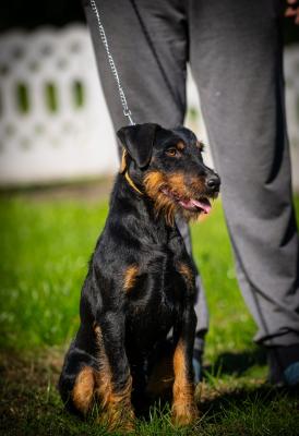 German hunting terrier - Vienna Dogs, Puppies