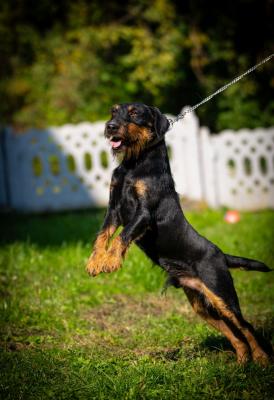 German hunting terrier - Vienna Dogs, Puppies