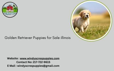 Find Your Perfect Golden Retriever Puppy in Illinois