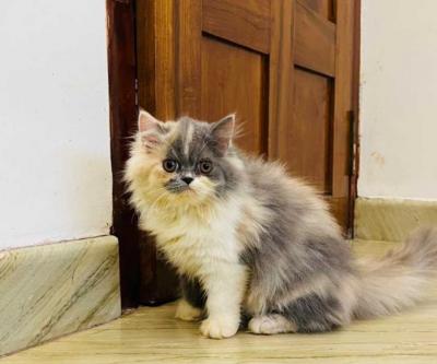 Calico Kitten in Rohtak - Other Cats, Kittens