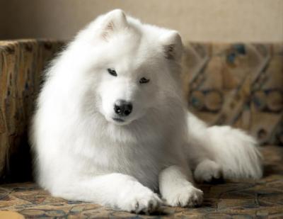 Cute and Cuddly Samoyed Puppy for Sale Near You