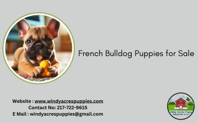 Affordable French Bulldog Puppies for Sale at Windy Acres Puppy