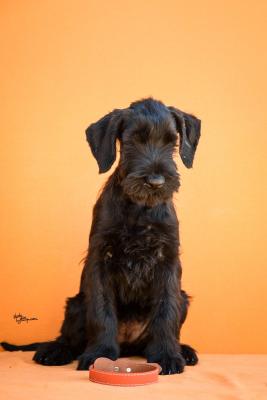 Large Black Schnauzer - Vienna Dogs, Puppies