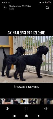 Large Black Schnauzer - Vienna Dogs, Puppies