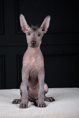 Xoloitzcuintle (Mexikanischer Nackthund) Welpen - Zurich Dogs, Puppies