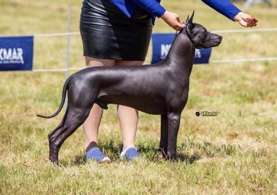 Xoloitzcuintle (Mexikanischer Nackthund) Welpen - Zurich Dogs, Puppies