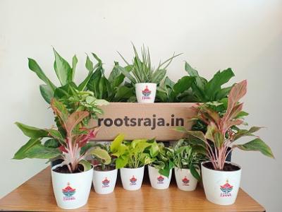 Corporate Plant Gifting