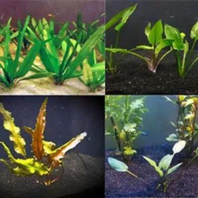 Aquarium Plants For Sale - Other Other