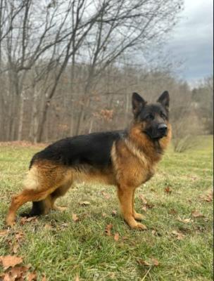 Maryland German Shepherds for Sale - Other Other