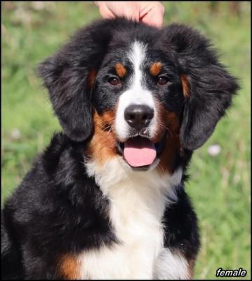 Bernese Mountain Dog - Vienna Dogs, Puppies