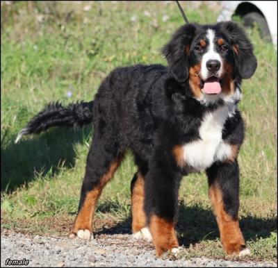 Bernese Mountain Dog - Vienna Dogs, Puppies