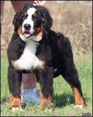 Bernese Mountain Dog - Vienna Dogs, Puppies