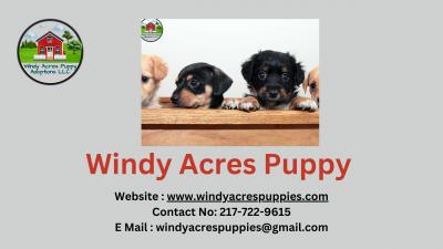 Buy a Bernese Mountain Dog at Windy Acres Puppy!