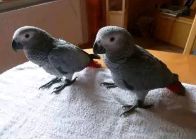 Outstanding African Grey Parrot for Adoption