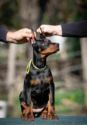 Doberman puppies - Vienna Dogs, Puppies