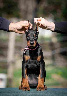 Doberman puppies - Vienna Dogs, Puppies