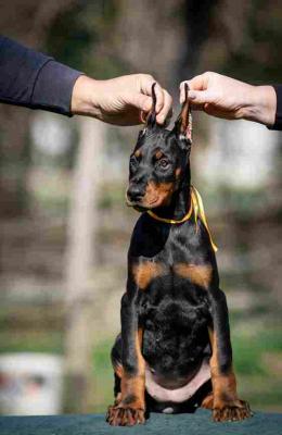 Doberman puppies - Vienna Dogs, Puppies