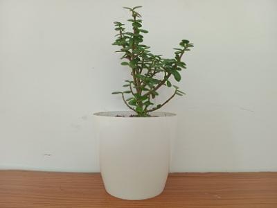 Purchase Jade Plant