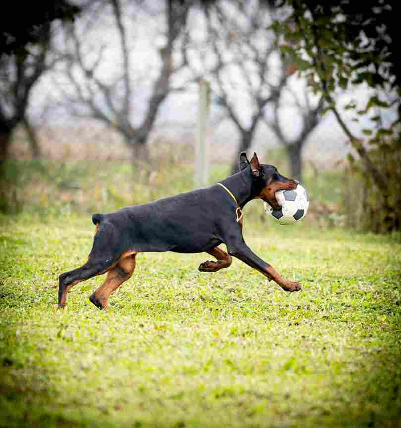 Doberman for sale - Vienna Dogs, Puppies