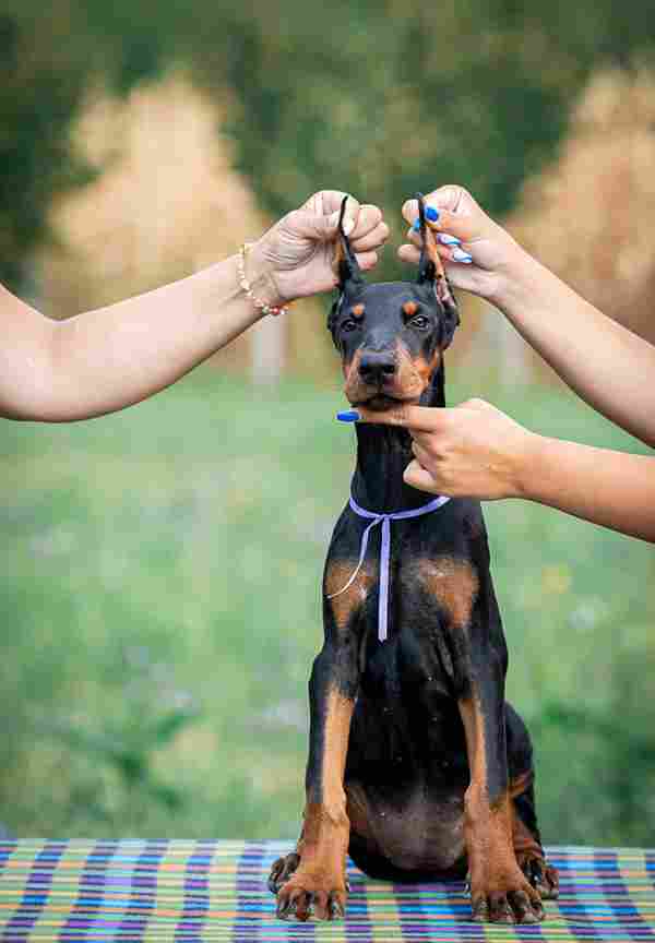 Doberman for sale - Vienna Dogs, Puppies