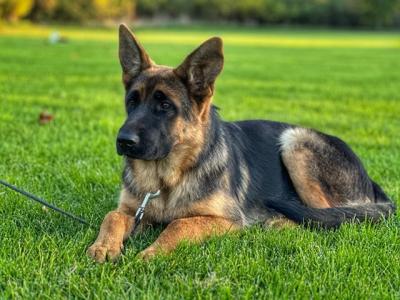 Female German shepherd - Vienna Dogs, Puppies